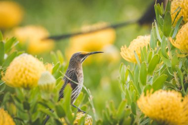Cape Sugarbird parlak sarı iğnelik proteas dolu bir alanda görüntüsünü kapatmak.