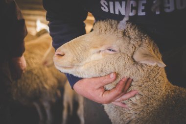 Eski eller onun merinos yün koyun yünü kalitesini kontrol Karoo çiftçinin görüntü kadar kapatın.