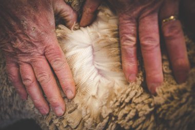 Eski eller onun merinos yün koyun yünü kalitesini kontrol Karoo çiftçinin görüntü kadar kapatın.