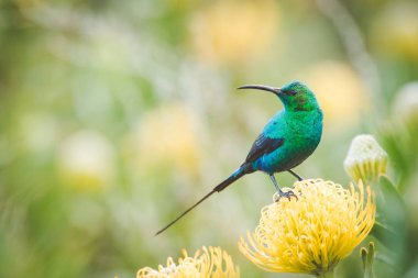 Parlak renkli bir erkek malakit Sunbird parlak sarı iğne yastığı Güney Afrika Batı cape protea oturan görüntüsünü kapatmak