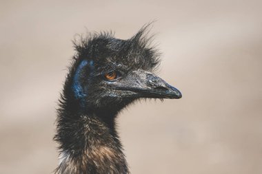 Emu uçamayan kuş görüntü kadar kapatın
