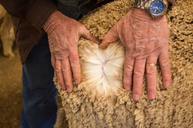 Close up image of the old hands of a Karoo farmer checking the quality of his Merino wool sheep's wool. clipart