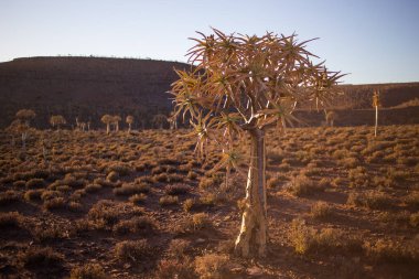 Manzara ve Nieuwoudtville Northenr cape Güney Afrika için antik titreme ağaç ormanda ağaçlarda titreme görüntülerini kapat