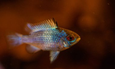 Close up image of an Electric Blue Ram in a blackwater aquarium clipart