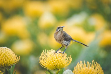 Cape Sugarbird parlak sarı iğnelik proteas dolu bir alanda görüntüsünü kapatmak.