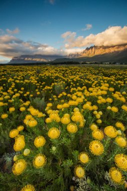 Wide angle landscape view of a large field of bright yellow pincushion proteas blowing in the wind in the fynbos capital, the Western Cape of South Africa clipart