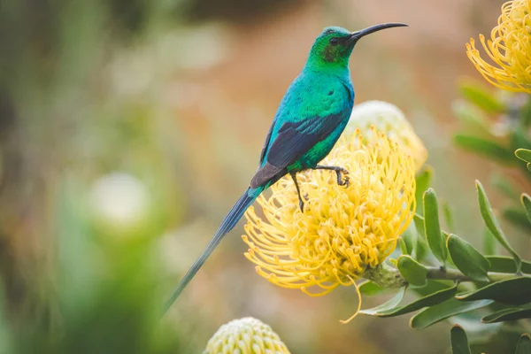 在南非西部海角 一只颜色鲜艳的雄性雄性开心果太阳鸟坐在一个明亮的黄色针垫蛋白上的图像 — 图库照片