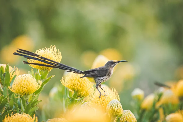 Close Image Cape Sugarbird Field Bright Yellow Pincushion Proteas — Stock Photo, Image