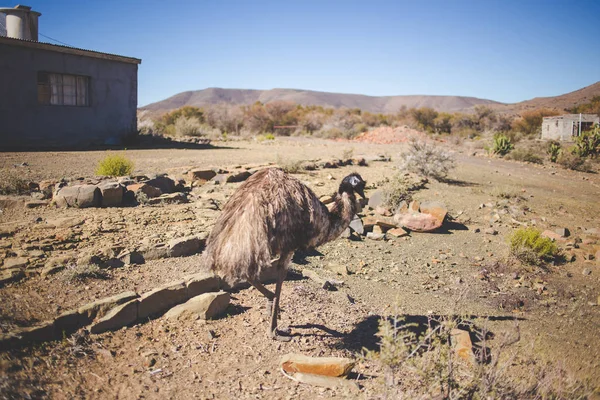 Close Image Emu Flightless Bird — Stock Photo, Image