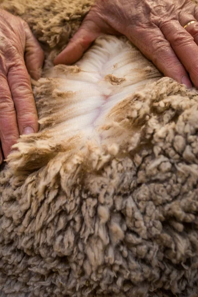 Eski eller onun merinos yün koyun yünü kalitesini kontrol Karoo çiftçinin görüntü kadar kapatın.