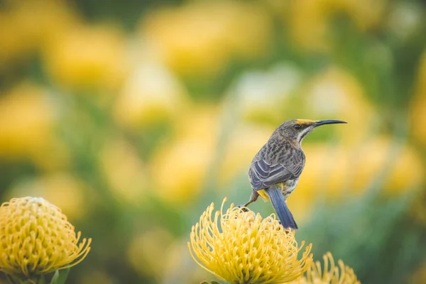 Close Image Cape Sugarbird Field Bright Yellow Pincushion Proteas — Stock Photo, Image