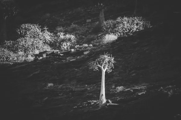 Paisaje Imágenes Cerca Árboles Carcaj Antiguo Bosque Carcaj Nieuwoudtville Cabo — Foto de Stock