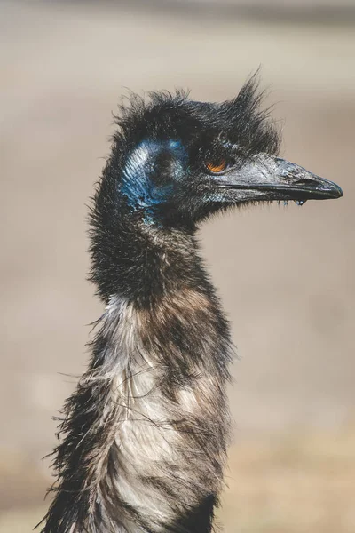 Imagem Perto Pássaro Emu Flightless — Fotografia de Stock