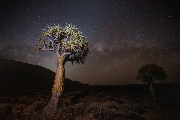 Paisagem Imagens Perto Árvores Aljava Antiga Floresta Aljava Nieuwoudtville Cabo — Fotografia de Stock