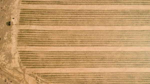 Güney Afrika Karoo Bölgesinde Bir Soğan Tohumu Çiftlik Üzerinde Havadan — Stok fotoğraf