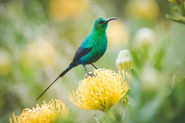 Imagen Cerca Macho Color Brillante Malaquita Sunbird Sentado Alfiletero Amarillo — Foto de Stock