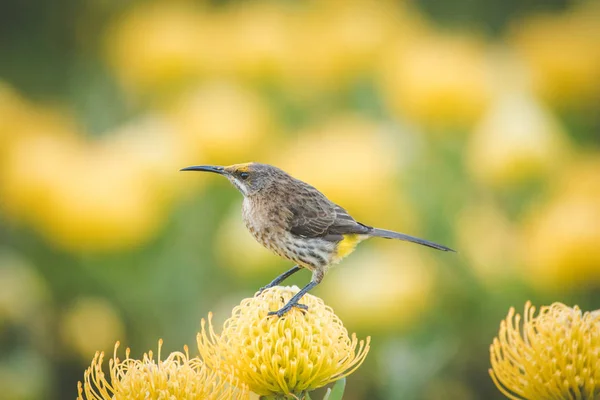 Close Image Cape Sugarbird Field Bright Yellow Pincushion Proteas — Stock Photo, Image