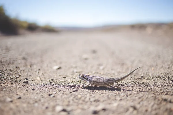 Close Image Desert Chameleon Crossing Road Karoo South Africa — Stock Photo, Image