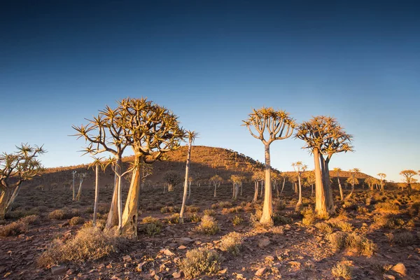 Paisaje Imágenes Cerca Árboles Carcaj Antiguo Bosque Carcaj Nieuwoudtville Cabo — Foto de Stock