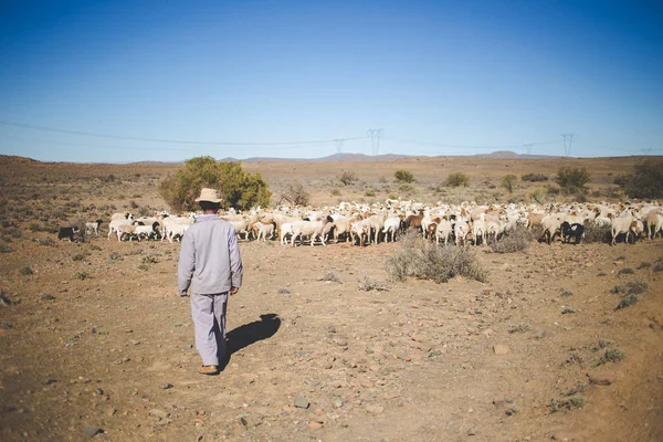 Una Gran Bandada Ovejas Que Están Siendo Caminadas Gran Región — Foto de Stock