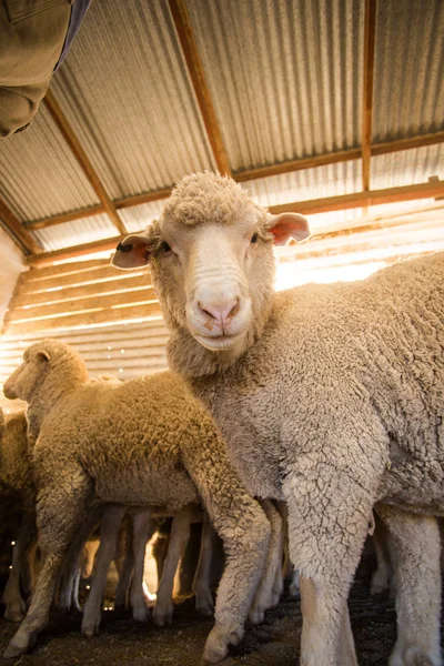 Närbild Bild Merinofår Ett Skjul Regionen Karoo Sydafrika Redo Att — Stockfoto