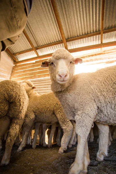 Close up image of  Merino sheep in a shed, in the Karoo region of south africa, getting ready to be sheered and the wool exported