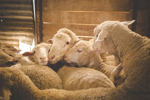 Close up image of  Merino sheep in a shed, in the Karoo region of south africa, getting ready to be sheered and the wool exported