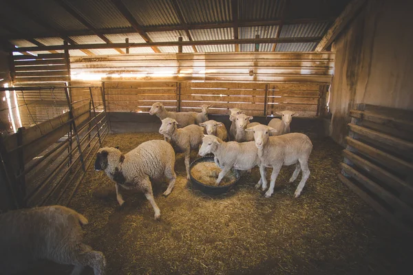 Närbild Bild Merinofår Ett Skjul Regionen Karoo Sydafrika Redo Att — Stockfoto