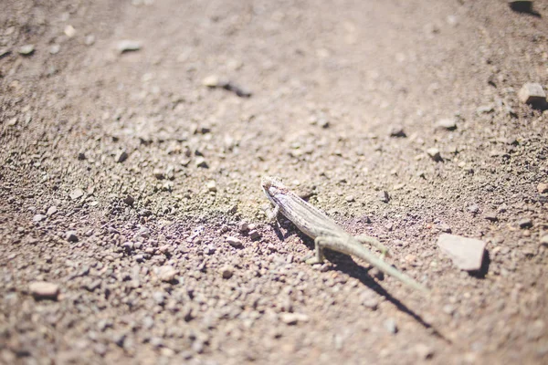 Imagem Perto Camaleão Deserto Atravessar Estrada Karoo África Sul — Fotografia de Stock