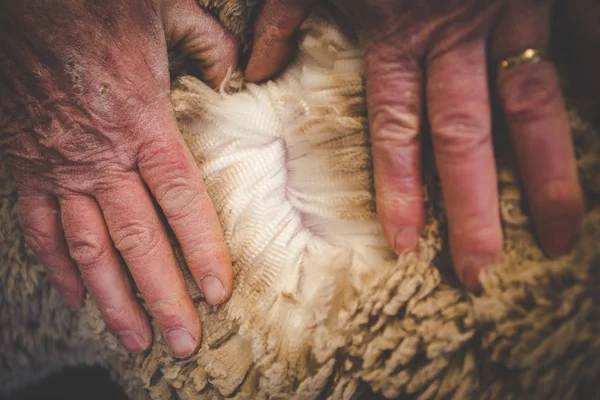 Close Image Old Hands Karoo Farmer Checking Quality His Merino — Stock Photo, Image