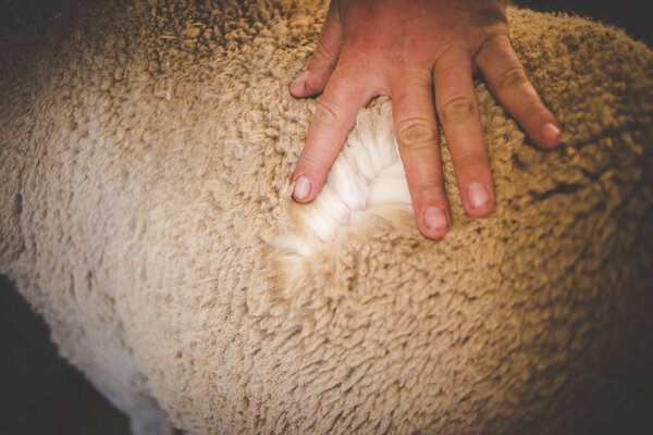 Close up image of the old hands of a Karoo farmer checking the quality of his Merino wool sheep's wool.