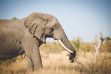 Güney Afrika'da bir doğa rezerv bir Afrika fili görüntüsünü kapatmak