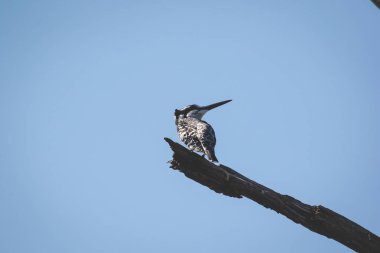 Güney Afrika'da bir doğa rezerv alaca yalıçapkını görüntüsünü kapatmak