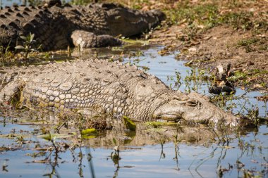 Nil timsahı Güney Afrika'da bir doğa rezerv gölde bir görüntüsünü kapatmak