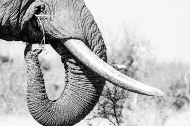 Close up image of an African Elephant in a nature reserve in South Africa clipart