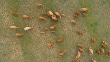 Aerial image of a herd of cows in a meadow in south africa. clipart