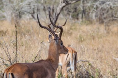 Güney Afrika Milli Parkında impalas görüntüsünü kapatmak