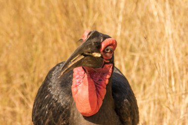 Görüntü bir Güney Afrika'da bir doğa rezerv bir yere hondbill kuş kadar kapatın