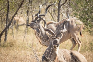 Güney Afrika 'da bir doğa koruma alanındaki büyük kudu boğa görüntülerini kapatın.