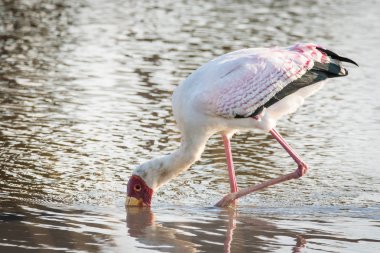Close up image of a stork fishing in a pond in a national park in south africa clipart