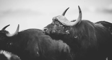 Bir doğa rezerv Güney Afrika'nın Cape Texas'ın görüntü kadar kapatın