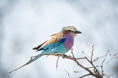 Görüntü Güney Afrika Ulusal Park'ta bir ağaçta oturuyor ve Lila kruvaze silindir kuş kadar kapatın