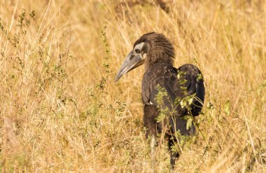 Görüntü bir Güney Afrika'da bir doğa rezerv bir yere hondbill kuş kadar kapatın