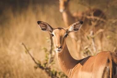 Güney Afrika Milli Parkında Impala görüntüsünü kapatmak