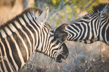 Güney Afrika'da bir doğa rezerv zebrass görüntüsünü kapatmak
