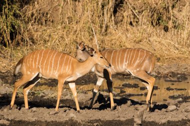 Close up image of  Nyala animals  at a watering hole drinking water in a national park in south africa clipart