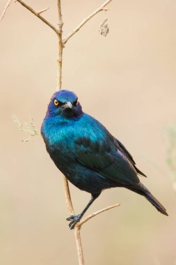 Güney Afrika'da bir doğa rezerv içinde parlak sığırcık görüntüsünü kapatmak