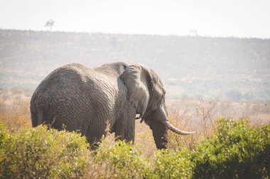 Güney Afrika'da bir doğa rezerv bir Afrika fili görüntüsünü kapatmak