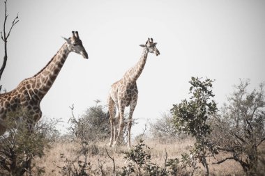 Milli park Güney Afrika'da zürafa suretinde kapatın