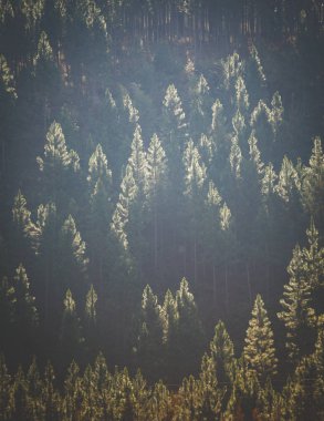 Geniş açı havadan görünümü çam ağaçları çiftliğin Güney Afrika'daki mpumalanga sabie bölgenin günah